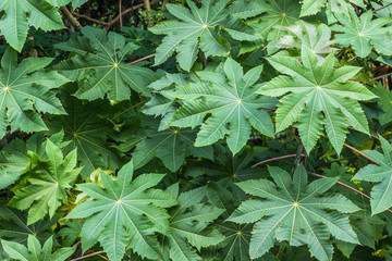 Folhas de mamona. (Ricinus communis)