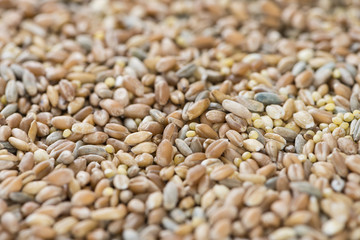 Cereals (for use as background image or as texture)