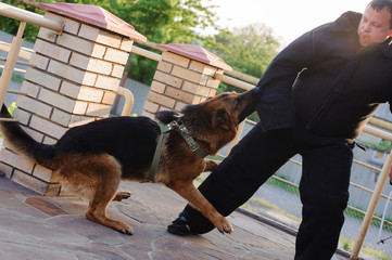 German shepherd dog in training