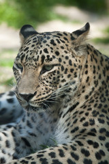 Fototapeta na wymiar Persian leopard (Panthera pardus saxicolor).