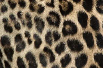 Fotobehang Perzische luipaard (Panthera pardus saxicolor). Bont textuur. © Vladimir Wrangel