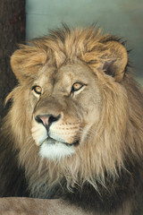 Obraz na płótnie Canvas Lion (Panthera leo).