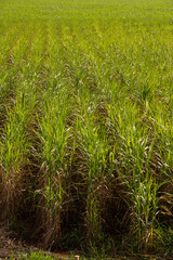 Sugar Cane Plantation