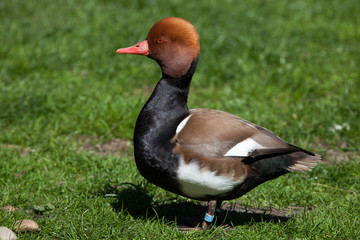 Red-crested pochard (Netta rufina).