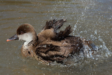 Red-crested pochard (Netta rufina).