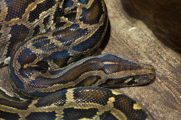 Burmese python (Python bivittatus).