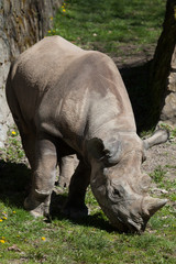 Black rhinoceros (Diceros bicornis).