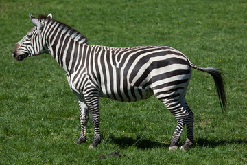 Fototapeta na wymiar Grant's zebra (Equus quagga boehmi).