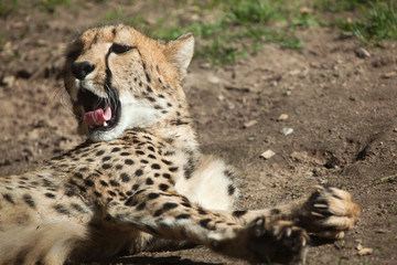Cheetah (Acinonyx jubatus).