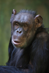 Common chimpanzee (Pan troglodytes).