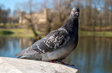 Dove on a background of lake.