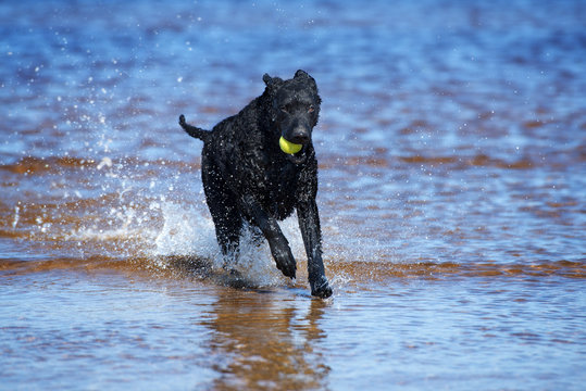 happy curly coated retriever dog playing on the beach