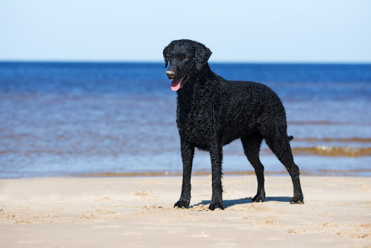 curly coated retriever dog standing on the beach