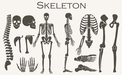 Fotobehang Human bones skeleton silhouette  collection set. High detailed Vector illustration. © lembergvector