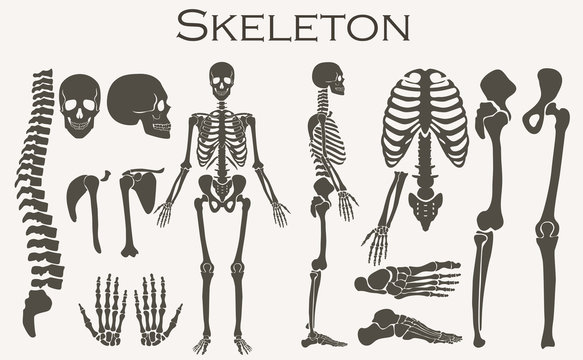 Human bones skeleton silhouette  collection set. High detailed Vector illustration.