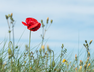 Obraz premium Czerwony mak