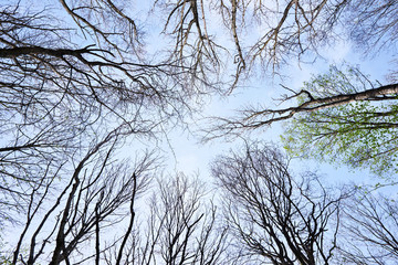 View bottom to top at trees on blue sky