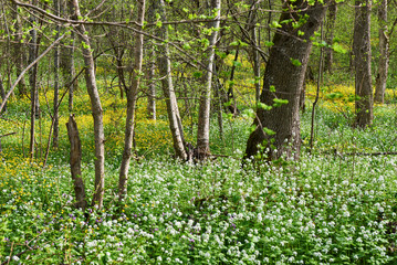 Spring flowers in forest