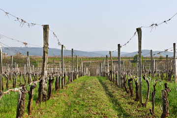 Fototapeta na wymiar Field of grapevine in spring after garter