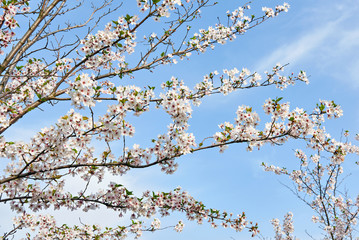 Apple blossom on sky background