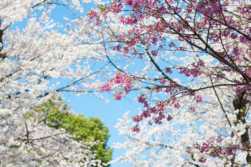 Beautiful cherry blossom sakura with nice blue sky