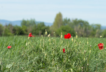 coquelicots rouges dans un pré