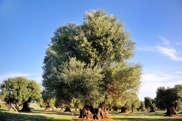 olivier séculaire ancien dans la campagne des Pouilles, Italie