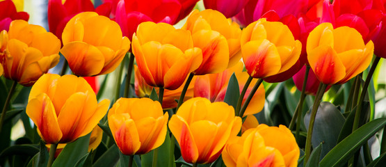 Fototapeta premium Tulips