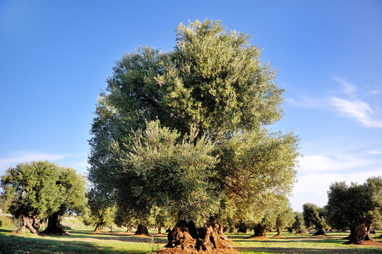 ancient secular olive tree in the countryside of Apulia, Italy
