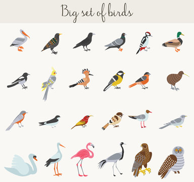 Birds illustration icons. Colorful cartoon birds icons set.