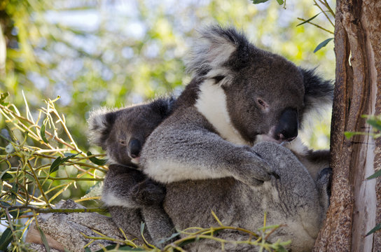 koala and joey in tree