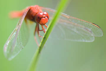 Red dragonfly
