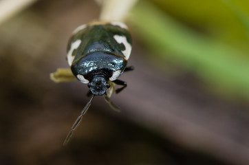 Pied shieldbug (Tritomegas bicolor). Black and white true bug in the family Cydnidae, seen head on showing white margin of pronotum