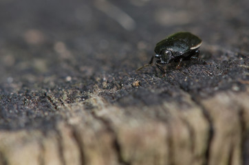 Bordered shieldbug (Legnotus limbosus). Small black and white true bug in the family Cydnidae, seen head on showing white edges of corium