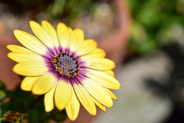 キク科の花・オステオスペルマム