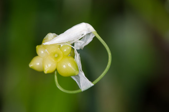 Few-flowered Garlic (Allium paradoxum) close-up of bulbils and flowers. Detail of reproductive bulbils of this introduced plant to the UK in the amaryllis family (Amaryllidaceae)