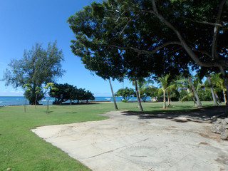 Concrete Slab, Grass field, Coconut, and other trees in park wit