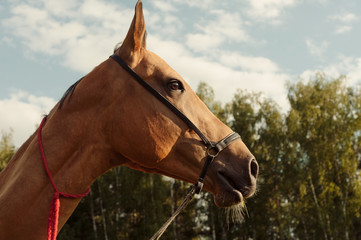 Close up portrait of horse in field outdoor