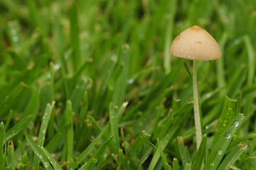 Wild mushroom growing in the garden