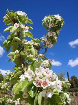 apple blossom
