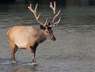 A shot of a bull Elk (Cervus canadensis) crossing the Bow river. Shot in Bow River, within the Banff town site.  Located in Banff National Park, Alberta, Canada..