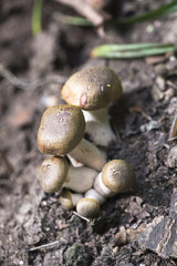 cultivated mushroom