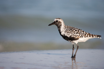 Black Bellied Plover