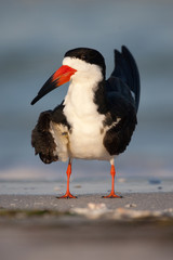 Portrait of a Black Skimmer