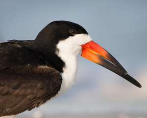 Portrait of a Black Skimmer (2)