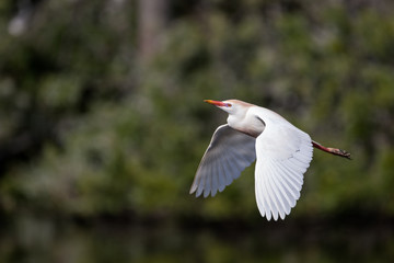 Cattle Egret