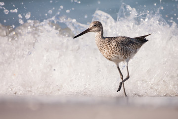 Willet Wave Running