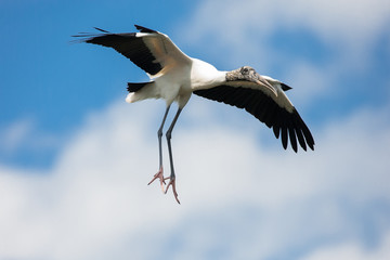 Fototapeta premium Wood Stork