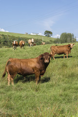 Limousin beef cattle