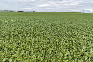 Fototapeta na wymiar Rural landscape with fresh green soy field